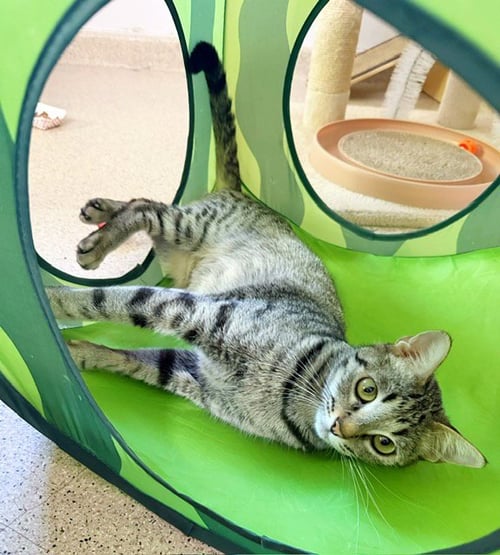 BELLADONNA - Domestic Short Hair available for adoption