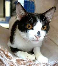 Kitten Geeky - Photo 2