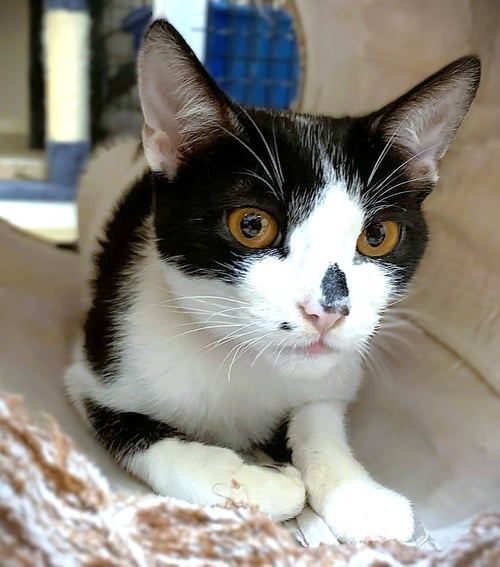 KITTEN GEEKY - Domestic Short Hair available for adoption