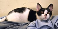 Kitten Geeky - Photo 3