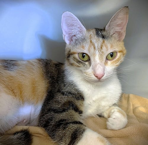 WHOOPSIE BOOPSIE - Domestic Short Hair / Calico available for adoption