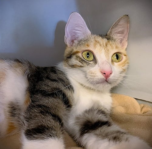 WHOOPSIE BOOPSIE - Domestic Short Hair / Calico available for adoption