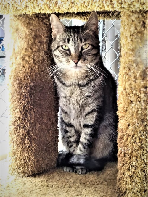 CISCO - Domestic Short Hair / Tabby available for adoption