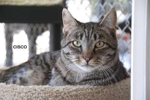 CISCO - Domestic Short Hair / Tabby available for adoption