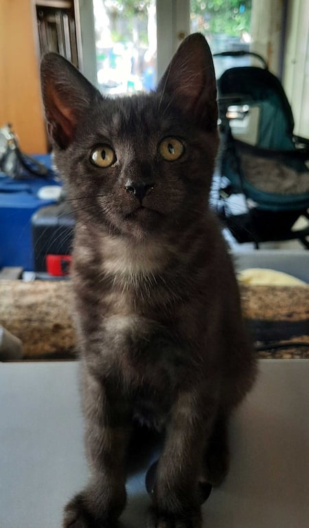 Kitten Halo Image