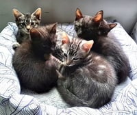 Kitten Halo - Photo 3