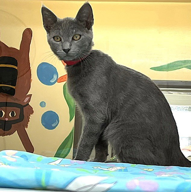 Kitten Zaid Image