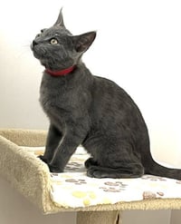 Kitten Zaid - Photo 3