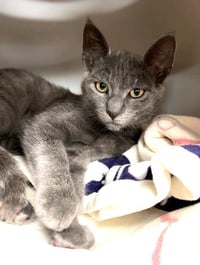 Kitten Zaid - Photo 2