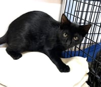 Kitten Zulu - Photo 2