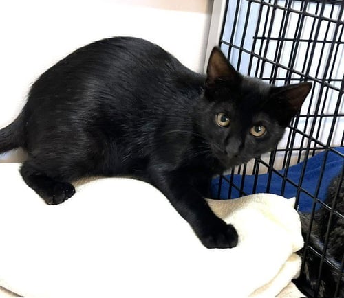 KITTEN ZULU - Domestic Short Hair available for adoption