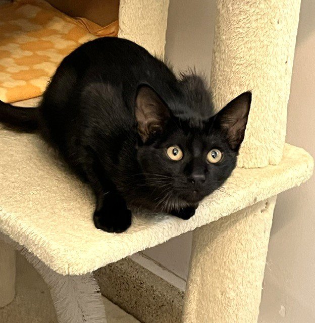 Kitten Zulu Image