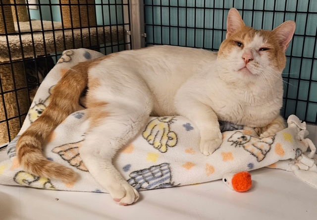 HULK HOGAN - Domestic Short Hair available for adoption