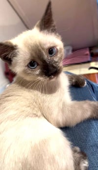Kitten Vera - Photo 1