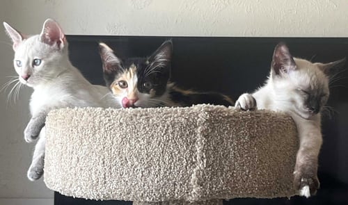 KITTEN VERA - Domestic Short Hair / Siamese available for adoption