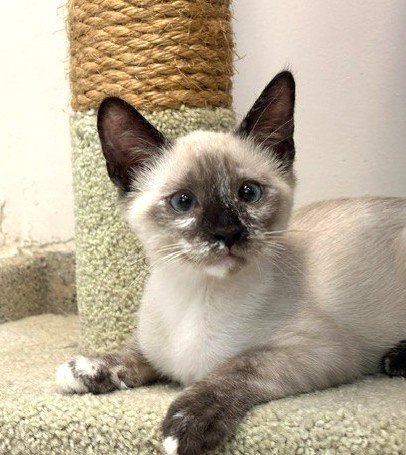 KITTEN VERA