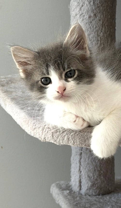 KITTEN ETHO