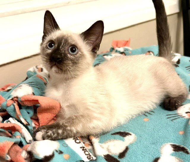 Kitten Vanna Image