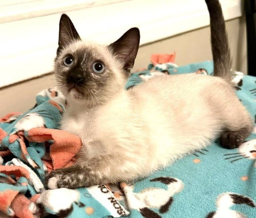 KITTEN VANNA - Domestic Short Hair / Siamese available for adoption