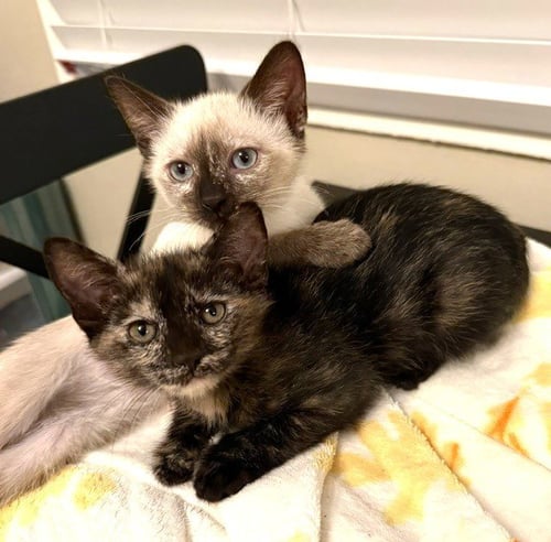 KITTEN VANNA - Domestic Short Hair / Siamese available for adoption