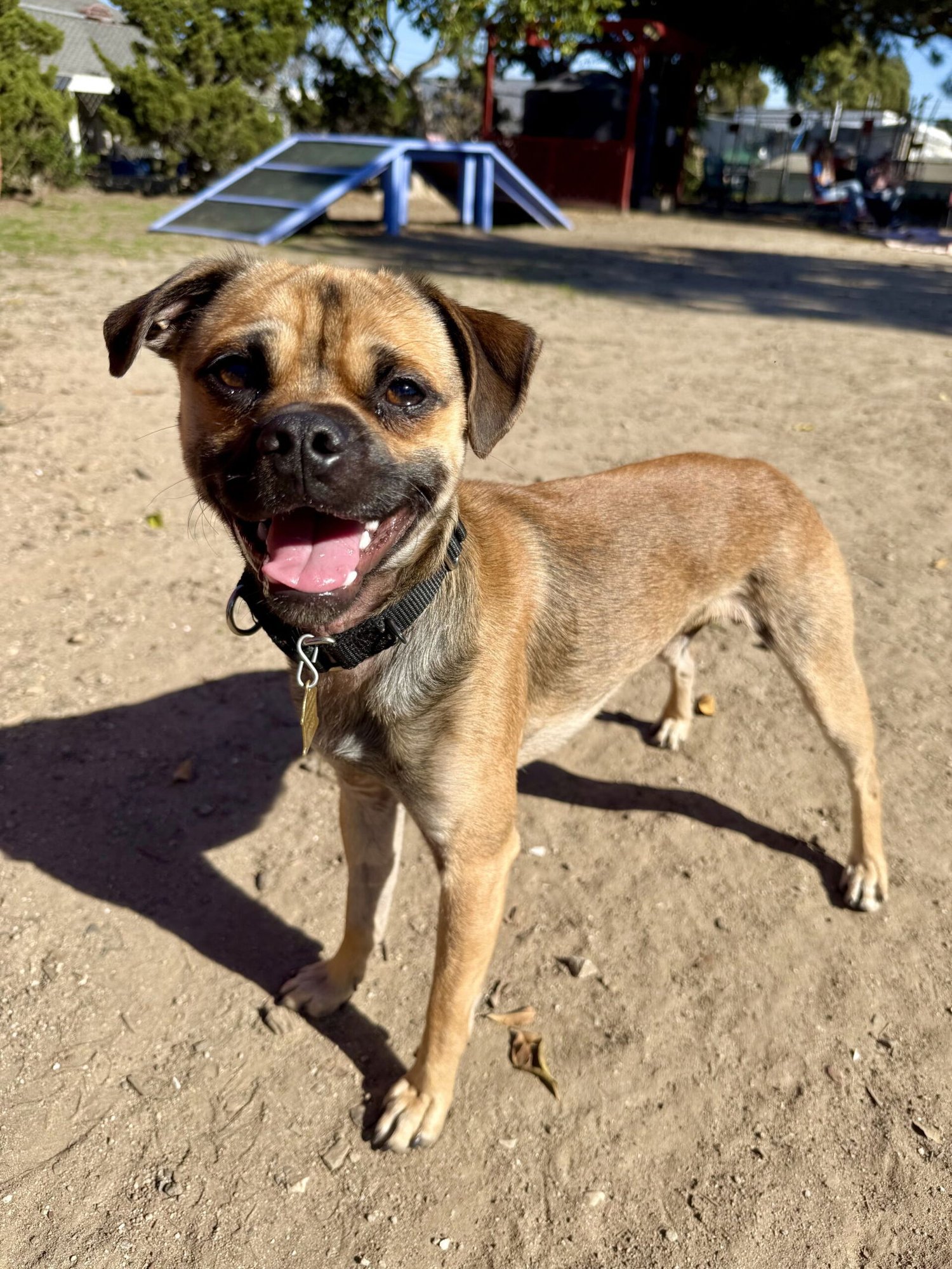 FRY - Pug available for adoption