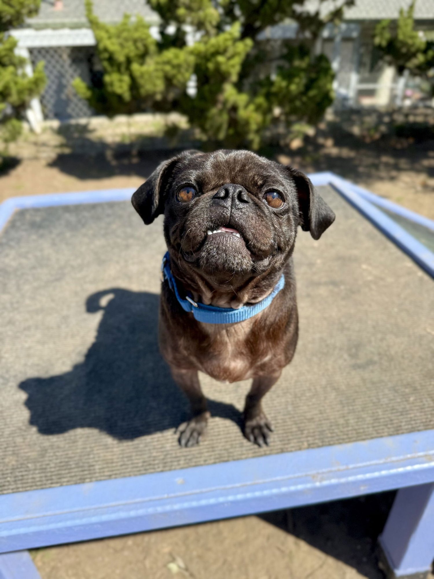 BUGSY