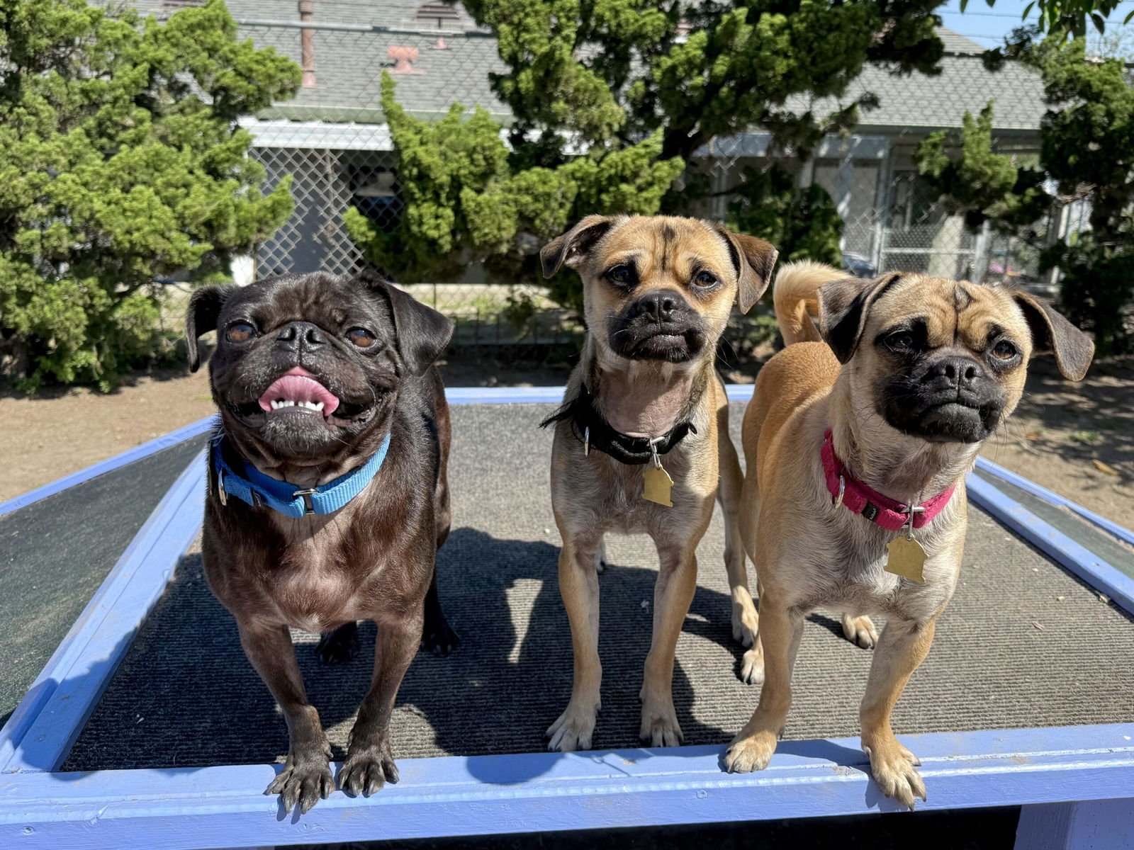 BUGSY - Pug available for adoption
