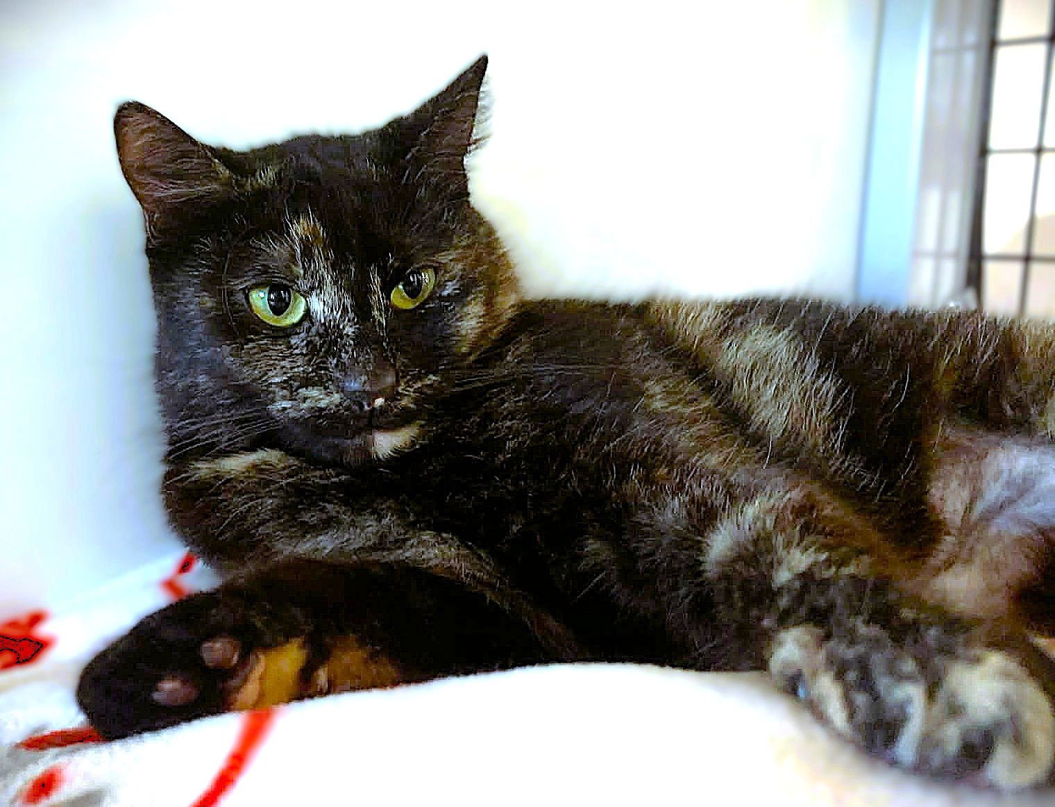 Dolly - Photo 3