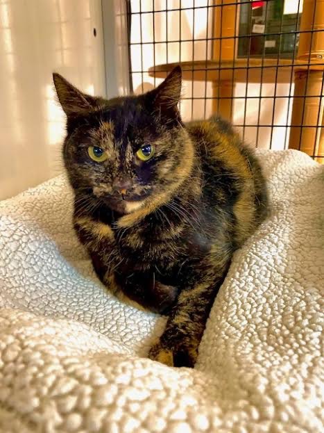 DOLLY - Domestic Short Hair / Tortoiseshell available for adoption