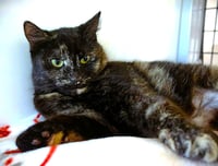 Dolly - Photo 3