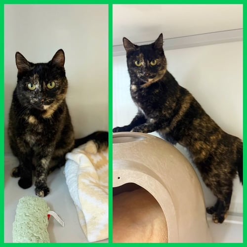 DOLLY - Domestic Short Hair / Tortoiseshell available for adoption