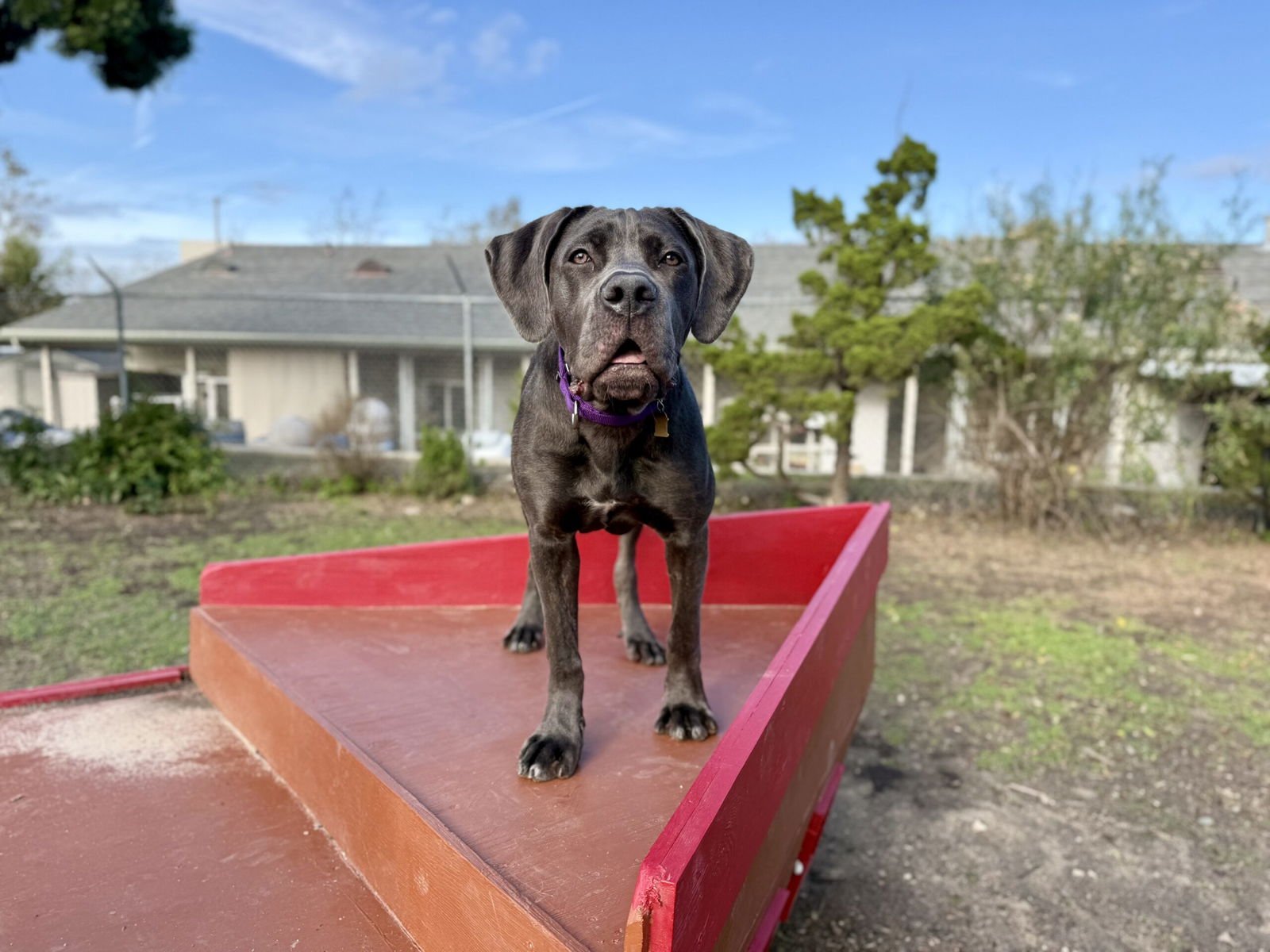 BROOKLYN - Cane Corso Mastiff available for adoption