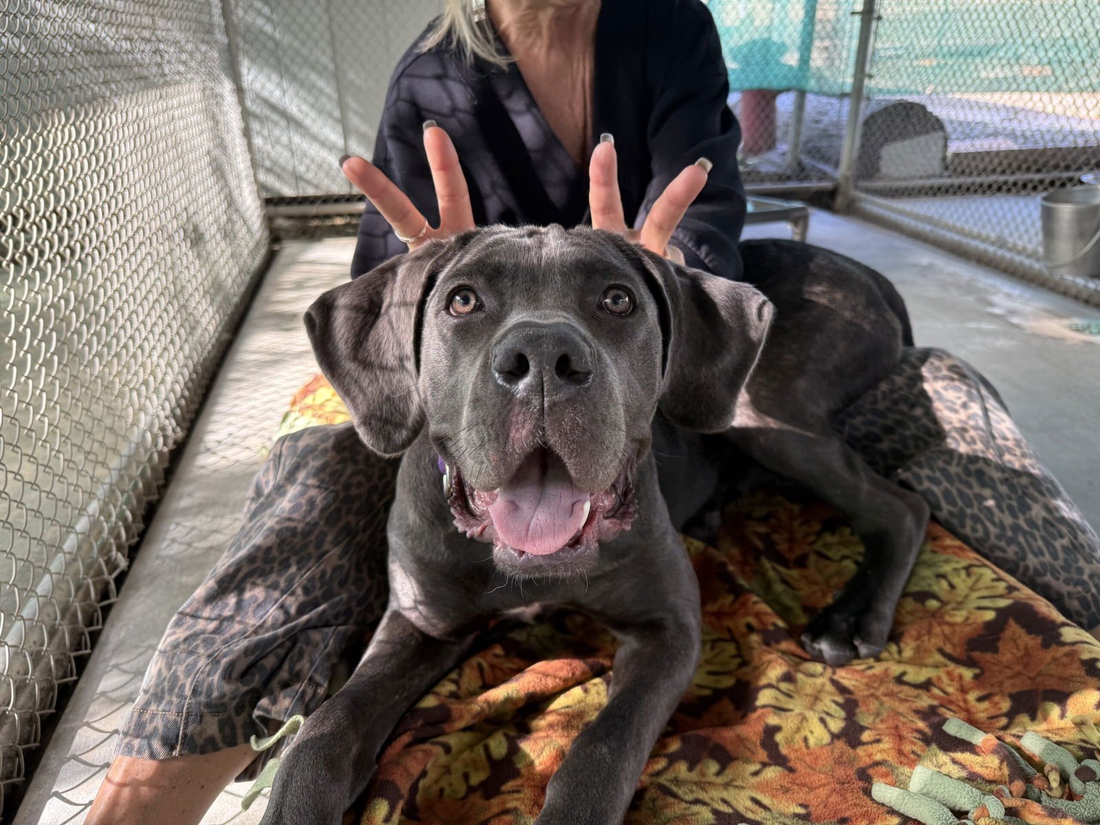 BROOKLYN - Cane Corso Mastiff available for adoption