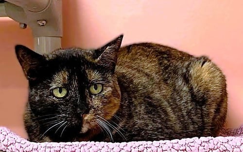 HARLEY - Domestic Short Hair / Tortoiseshell available for adoption