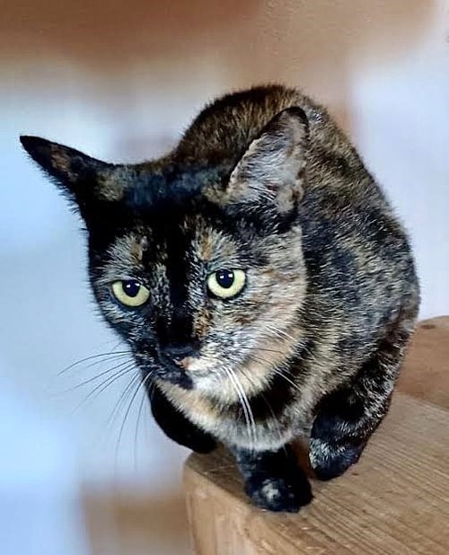 HARLEY - Domestic Short Hair / Tortoiseshell available for adoption