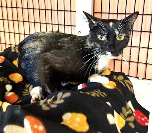 OPHELIA - Domestic Short Hair available for adoption