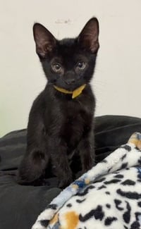 Kitten Xochi - Photo 2