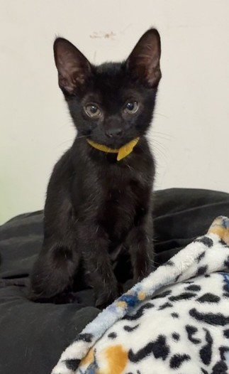 KITTEN XOCHI - Domestic Short Hair available for adoption