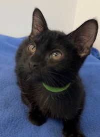 Kitten Xochi - Photo 1