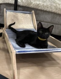 Kitten Xochi - Photo 3