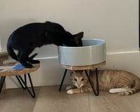 Kitten Xochi - Photo 5