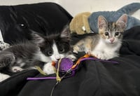 Kitten Waluigi - Photo 5