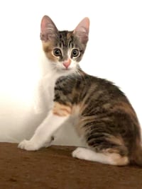 Kitten Waluigi - Photo 2