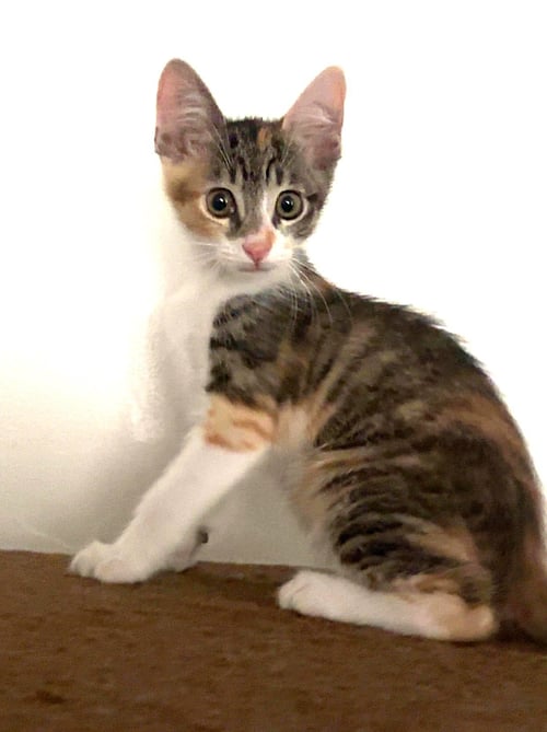 KITTEN WALUIGI - Domestic Short Hair available for adoption