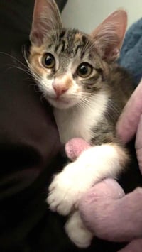Kitten Waluigi - Photo 3
