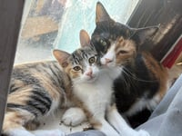 Kitten Waluigi - Photo 6