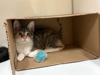 Kitten Waluigi - Photo 4