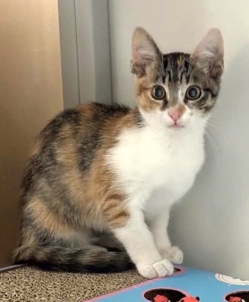 KITTEN WALUIGI - Domestic Short Hair available for adoption