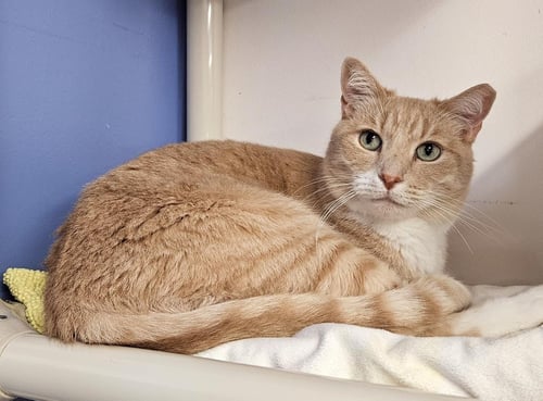 BEAMER - Domestic Short Hair available for adoption