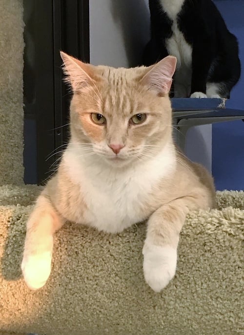 BEAMER - Domestic Short Hair available for adoption